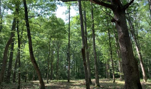 Photo #24 of Off Bank Street, Waverly, VA 4.4 acres