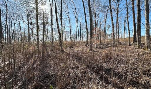 Photo #8 of SOLD property in Off Pole Run Rd, Disputanta, VA 114.0 acres