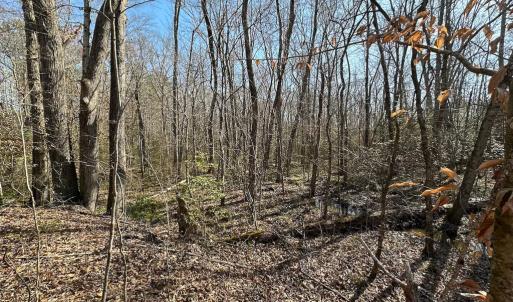 Photo #31 of SOLD property in Off Pole Run Rd, Disputanta, VA 114.0 acres