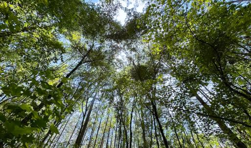 Photo #3 of SOLD property in Off Rolling Acres Rd, Skippers, VA 3.0 acres