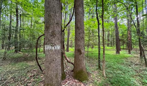Photo #13 of SOLD property in Off Rolling Acres Rd, Skippers, VA 3.0 acres