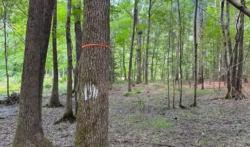Photo #15 of SOLD property in Off Rolling Acres Rd, Skippers, VA 3.0 acres