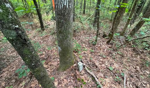 Photo #16 of SOLD property in Off Rolling Acres Rd, Skippers, VA 3.0 acres