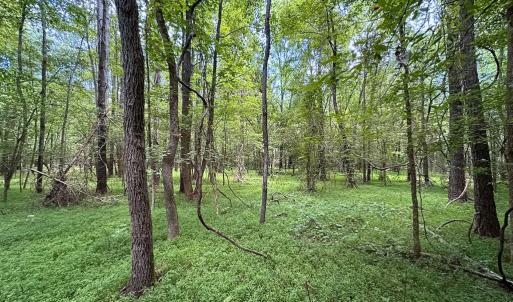 Photo #21 of SOLD property in Off Rolling Acres Rd, Skippers, VA 3.0 acres
