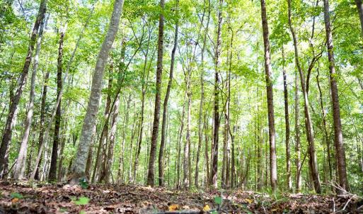 Photo #15 of Off Mays Chapel Rd, Bear Creek, NC 20.0 acres