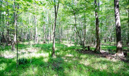 Photo #18 of Off Mays Chapel Rd, Bear Creek, NC 20.0 acres
