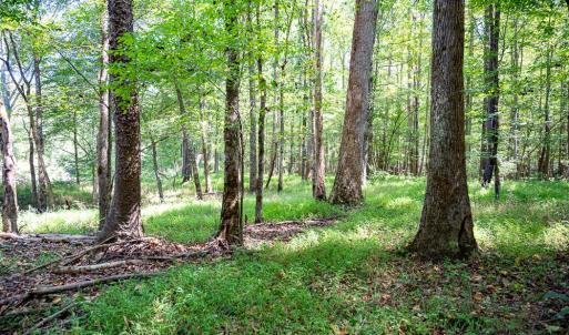 Photo #19 of Off Mays Chapel Rd, Bear Creek, NC 20.0 acres