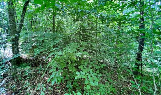 Photo #14 of SOLD property in Off Baltimore Rd, Warrenton, NC 2.4 acres