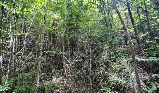 Photo #15 of SOLD property in Off Baltimore Rd, Warrenton, NC 2.4 acres
