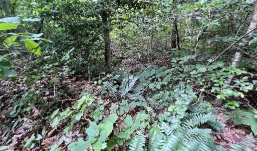 Photo #16 of SOLD property in Off Baltimore Rd, Warrenton, NC 2.4 acres