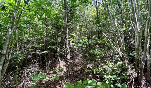 Photo #20 of SOLD property in Off Baltimore Rd, Warrenton, NC 2.4 acres