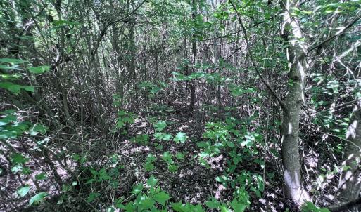 Photo #6 of SOLD property in Off Baltimore Rd, Warrenton, NC 2.4 acres