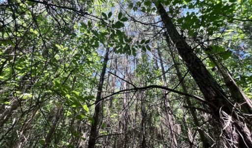 Photo #7 of SOLD property in Off Baltimore Rd, Warrenton, NC 2.4 acres