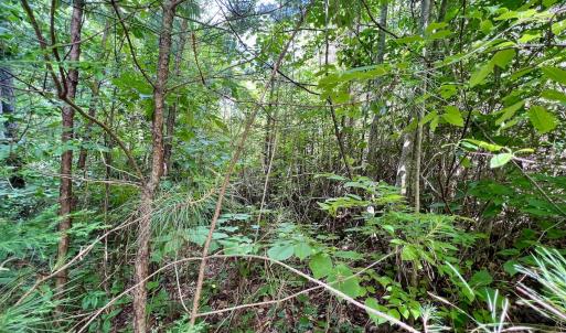 Photo #21 of SOLD property in Off Baltimore Rd, Warrenton, NC 2.4 acres
