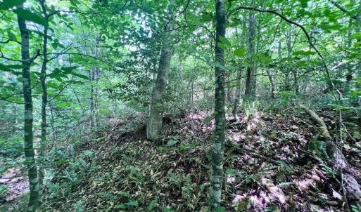 Photo #35 of SOLD property in Off Baltimore Rd, Warrenton, NC 2.4 acres