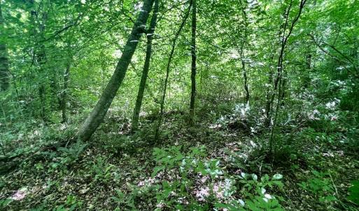Photo #41 of SOLD property in Off Baltimore Rd, Warrenton, NC 2.4 acres
