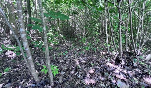 Photo #42 of SOLD property in Off Baltimore Rd, Warrenton, NC 2.4 acres