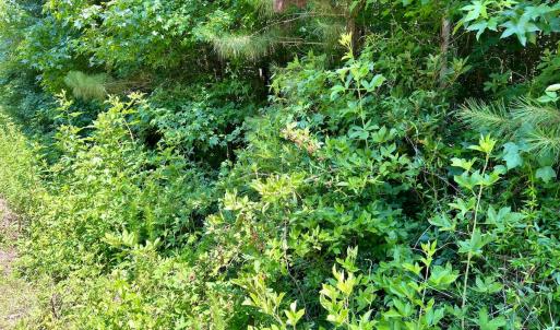 Photo #48 of Off Long Ridge Rd, Plymouth, NC 88.7 acres