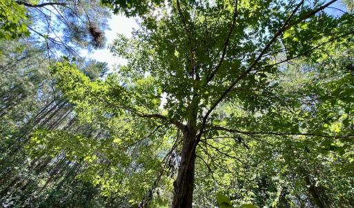 Photo #66 of Off Long Ridge Rd, Plymouth, NC 88.7 acres