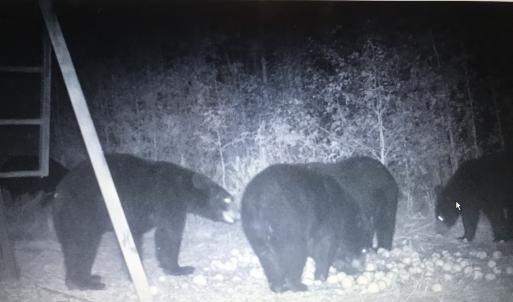 Photo #59 of Off Long Ridge Rd, Plymouth, NC 88.7 acres