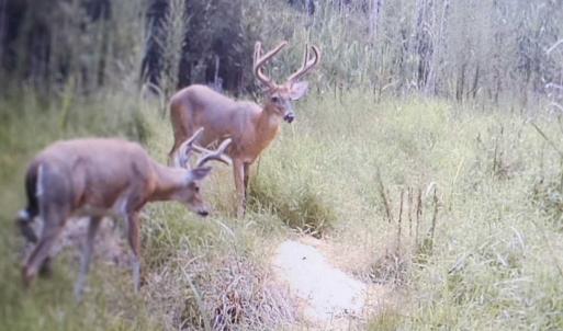 Photo #69 of Off Long Ridge Rd, Plymouth, NC 88.7 acres