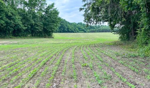 Photo #5 of SOLD property in Off Meherrin Rd, Courtland, VA 115.0 acres