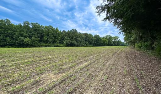 Photo #12 of SOLD property in Off Meherrin Rd, Courtland, VA 115.0 acres