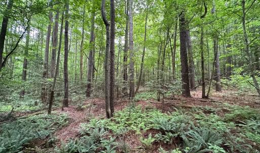 Photo #21 of SOLD property in Off Meherrin Rd, Courtland, VA 115.0 acres