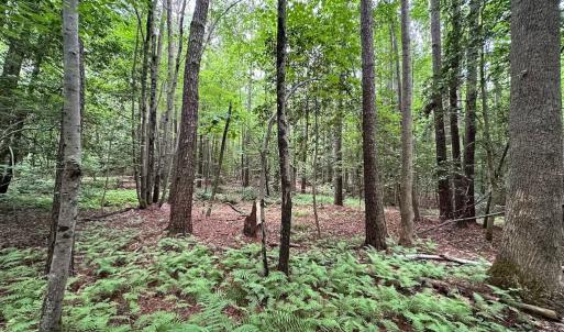 Photo #22 of SOLD property in Off Meherrin Rd, Courtland, VA 115.0 acres