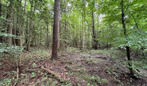 Photo #25 of SOLD property in Off Meherrin Rd, Courtland, VA 115.0 acres