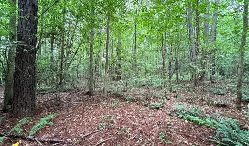 Photo #27 of SOLD property in Off Meherrin Rd, Courtland, VA 115.0 acres