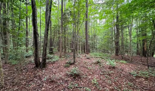 Photo #30 of SOLD property in Off Meherrin Rd, Courtland, VA 115.0 acres