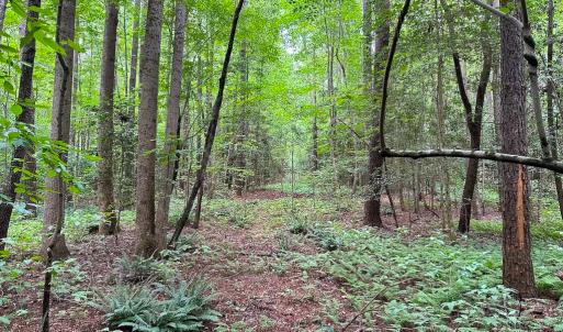 Photo #31 of SOLD property in Off Meherrin Rd, Courtland, VA 115.0 acres