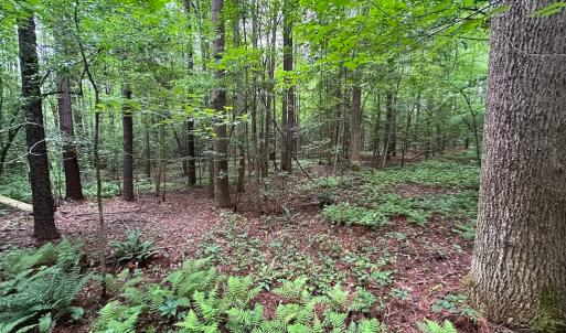 Photo #36 of SOLD property in Off Meherrin Rd, Courtland, VA 115.0 acres