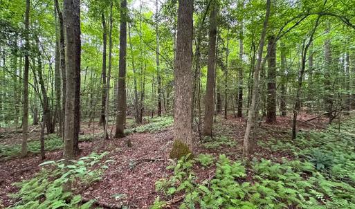 Photo #37 of SOLD property in Off Meherrin Rd, Courtland, VA 115.0 acres