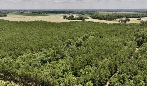 Photo #10 of SOLD property in Off Highway 903, Snow Hill, NC 116.0 acres