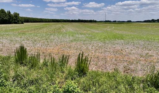 Photo #23 of SOLD property in Off Highway 903, Snow Hill, NC 116.0 acres