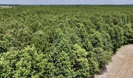 Photo #25 of SOLD property in Off Highway 903, Snow Hill, NC 116.0 acres