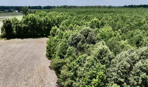 Photo #26 of SOLD property in Off Highway 903, Snow Hill, NC 116.0 acres