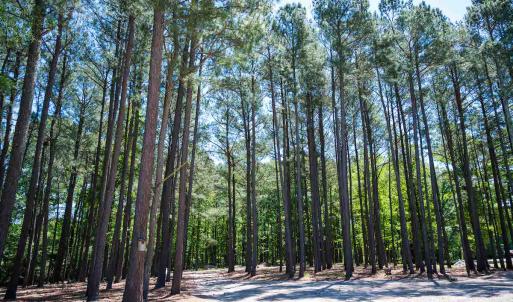Photo #29 of SOLD property in 681 Griffin Rd, Lillington, NC 10.1 acres