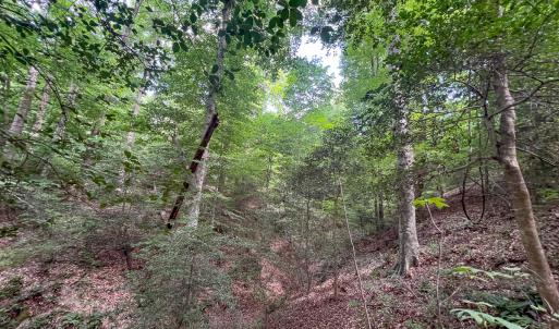Photo #24 of Off Tidewater Trail, Caret, VA 115.1 acres
