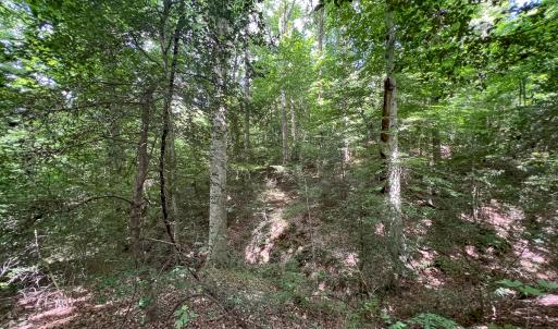 Photo #25 of Off Tidewater Trail, Caret, VA 115.1 acres