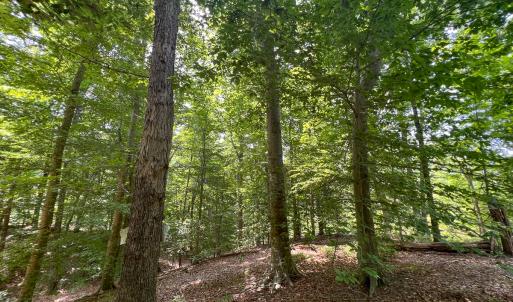Photo #29 of Off Tidewater Trail, Caret, VA 115.1 acres