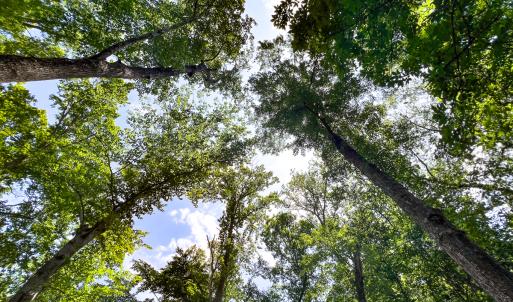 Photo #34 of Off Tidewater Trail, Caret, VA 115.1 acres
