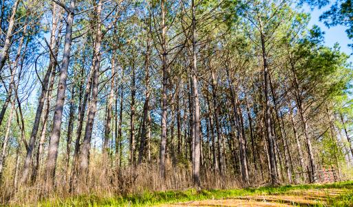 Photo #22 of SOLD property in 2729 McNeill Hobbs Rd, Bunnlevel, NC 64.6 acres