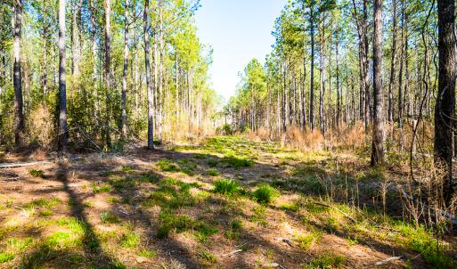 Photo #24 of SOLD property in 2729 McNeill Hobbs Rd, Bunnlevel, NC 64.6 acres