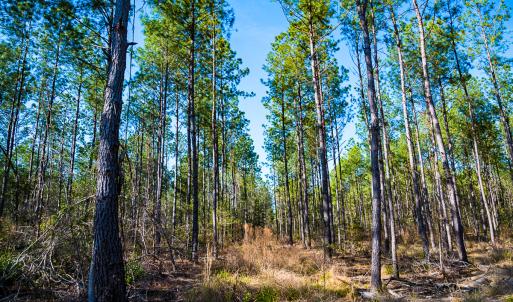 Photo #28 of SOLD property in 2729 McNeill Hobbs Rd, Bunnlevel, NC 64.6 acres