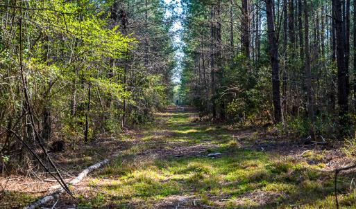 Photo #29 of SOLD property in 2729 McNeill Hobbs Rd, Bunnlevel, NC 64.6 acres