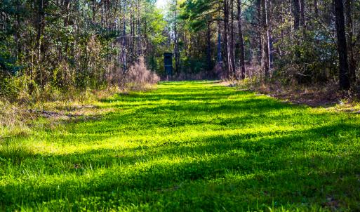 Photo #32 of SOLD property in 2729 McNeill Hobbs Rd, Bunnlevel, NC 64.6 acres
