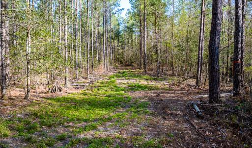 Photo #39 of SOLD property in 2729 McNeill Hobbs Rd, Bunnlevel, NC 64.6 acres
